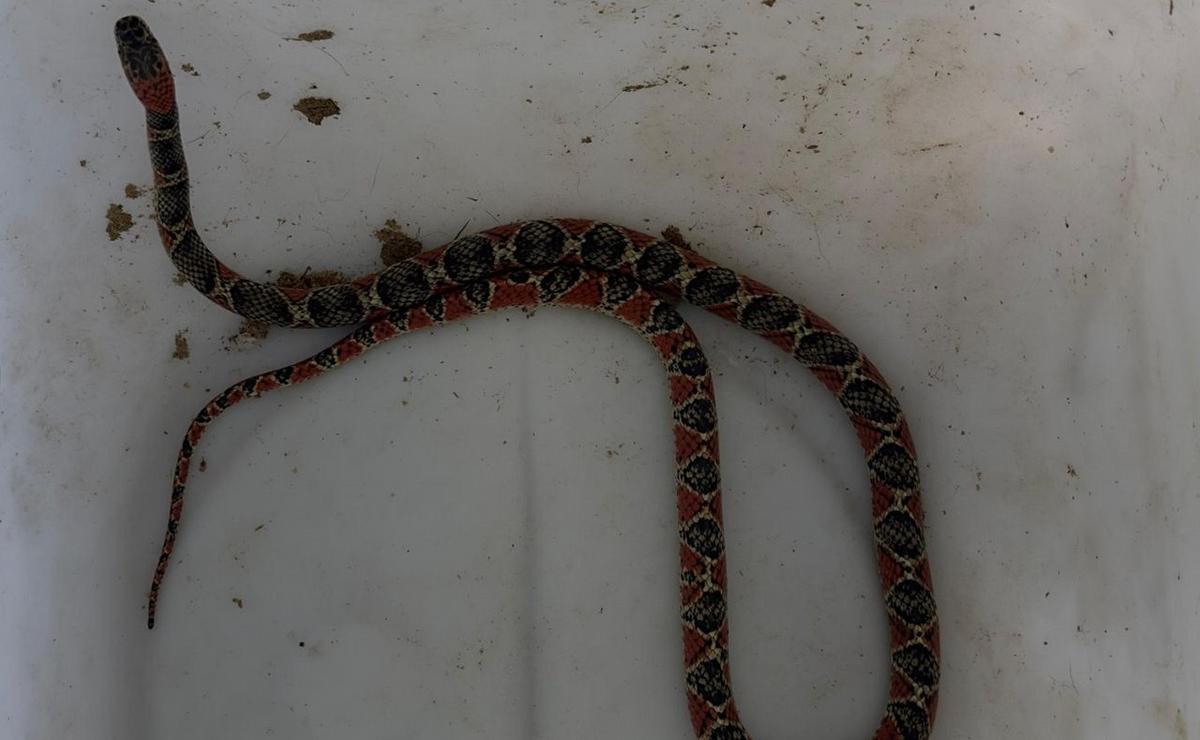 Encontraron una serpiente en una cochera de Córdoba.