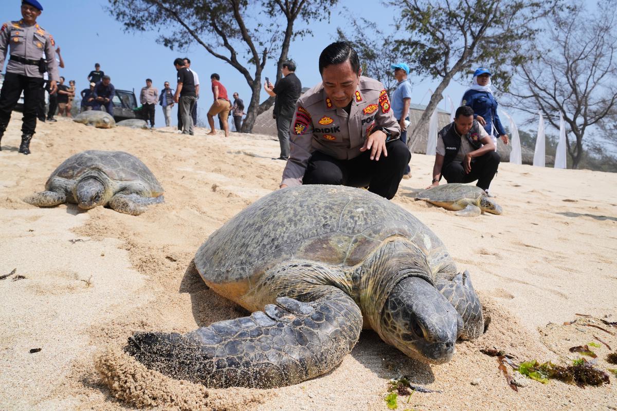 Indonesia devuelve 20 tortugas verdes al mar tras una redada contra el contrabando en Bali