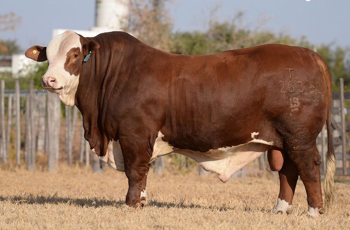 Los Socavones, machos criados en la cabaña