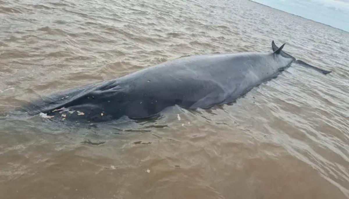 Una ballena sei varada en San Isidro fue rescatada por especialistas del lugar