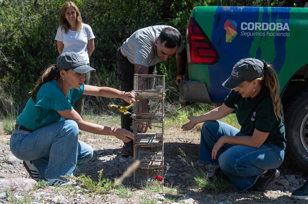 Policía Ambiental liberó un oso melero, un gato montés y 33 aves silvestres