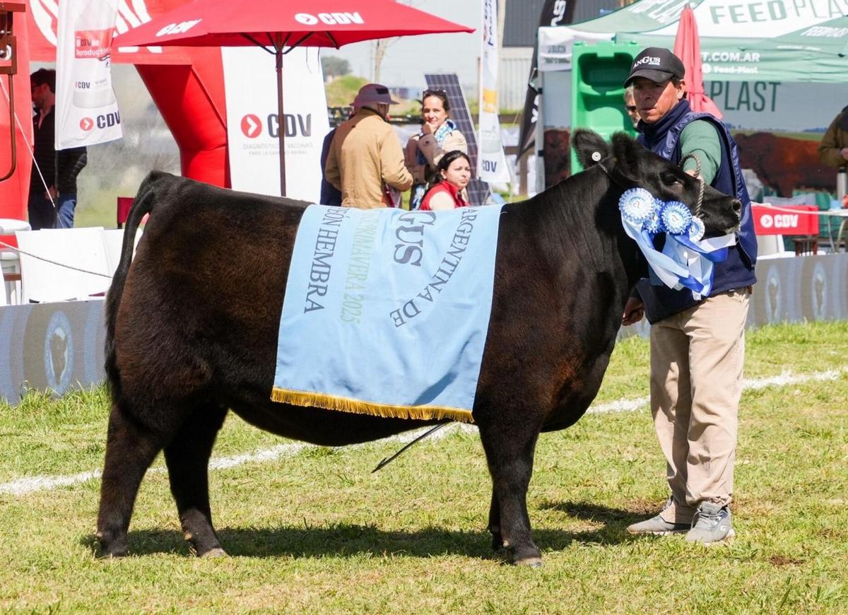 La Cabaña Arandú, Tres Marías y La Angelita se llevaron la Gran Campeón Ternera