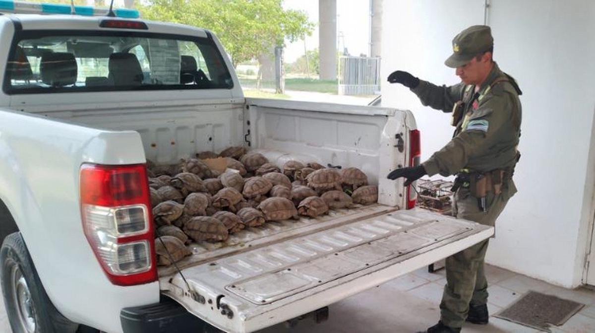 Rescate de animales por tráfico ilegal.