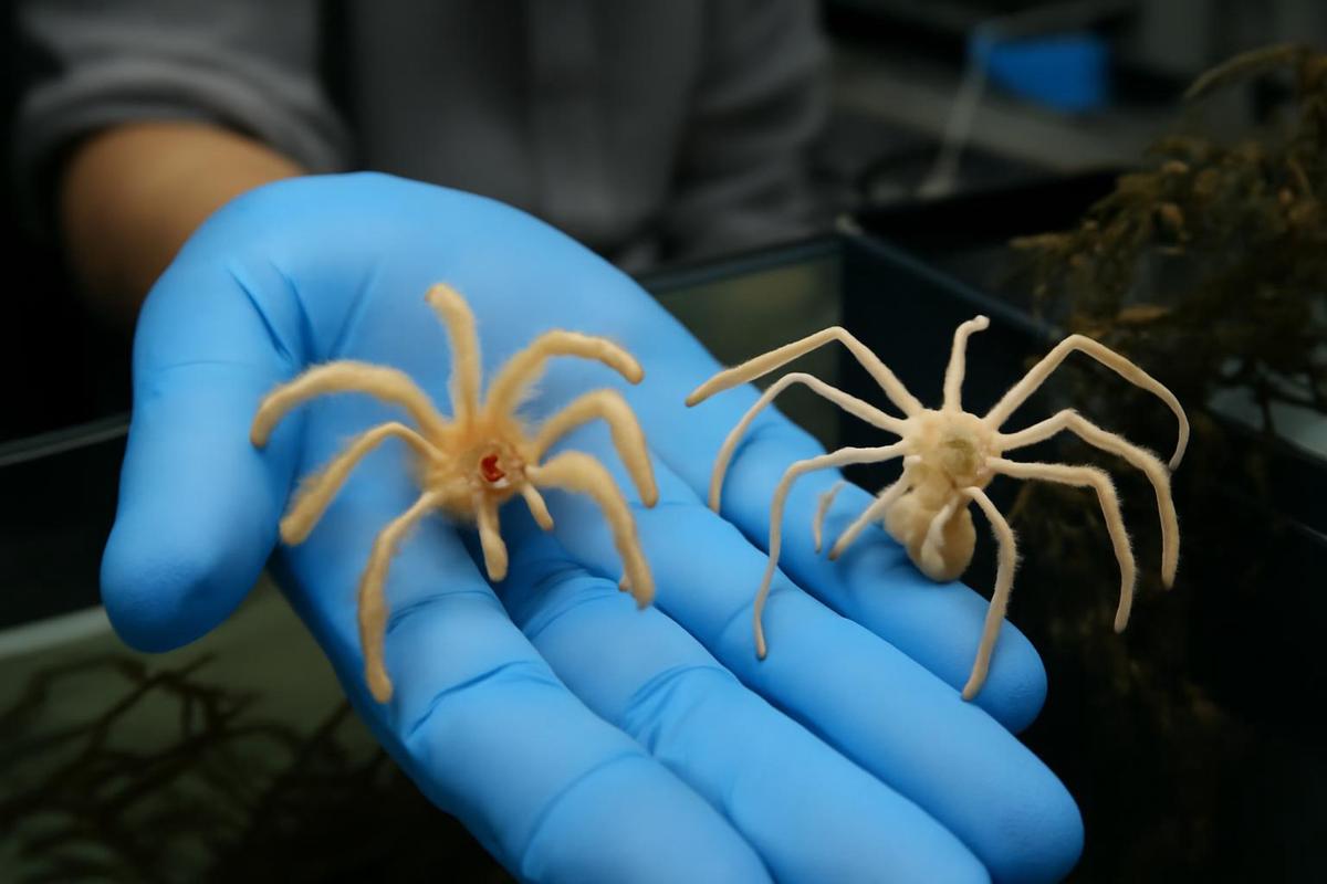 Dos nuevas especies de arañas marinas descubiertas