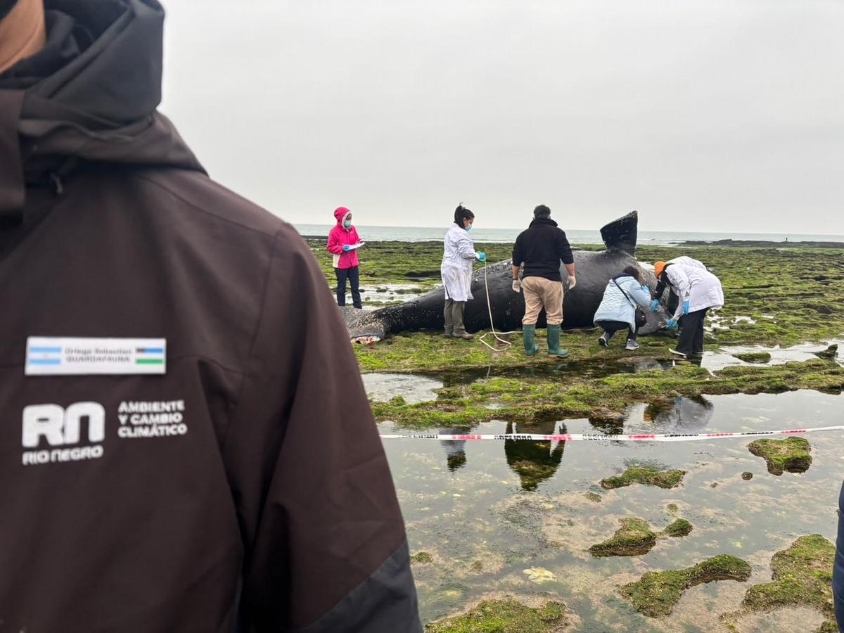 Operativo sanitario por la muerte de una ballena en Río Negro.