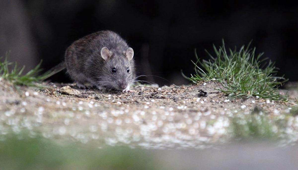 Alarma en Salta: 12 casos de hantavirus y cinco fallecidos