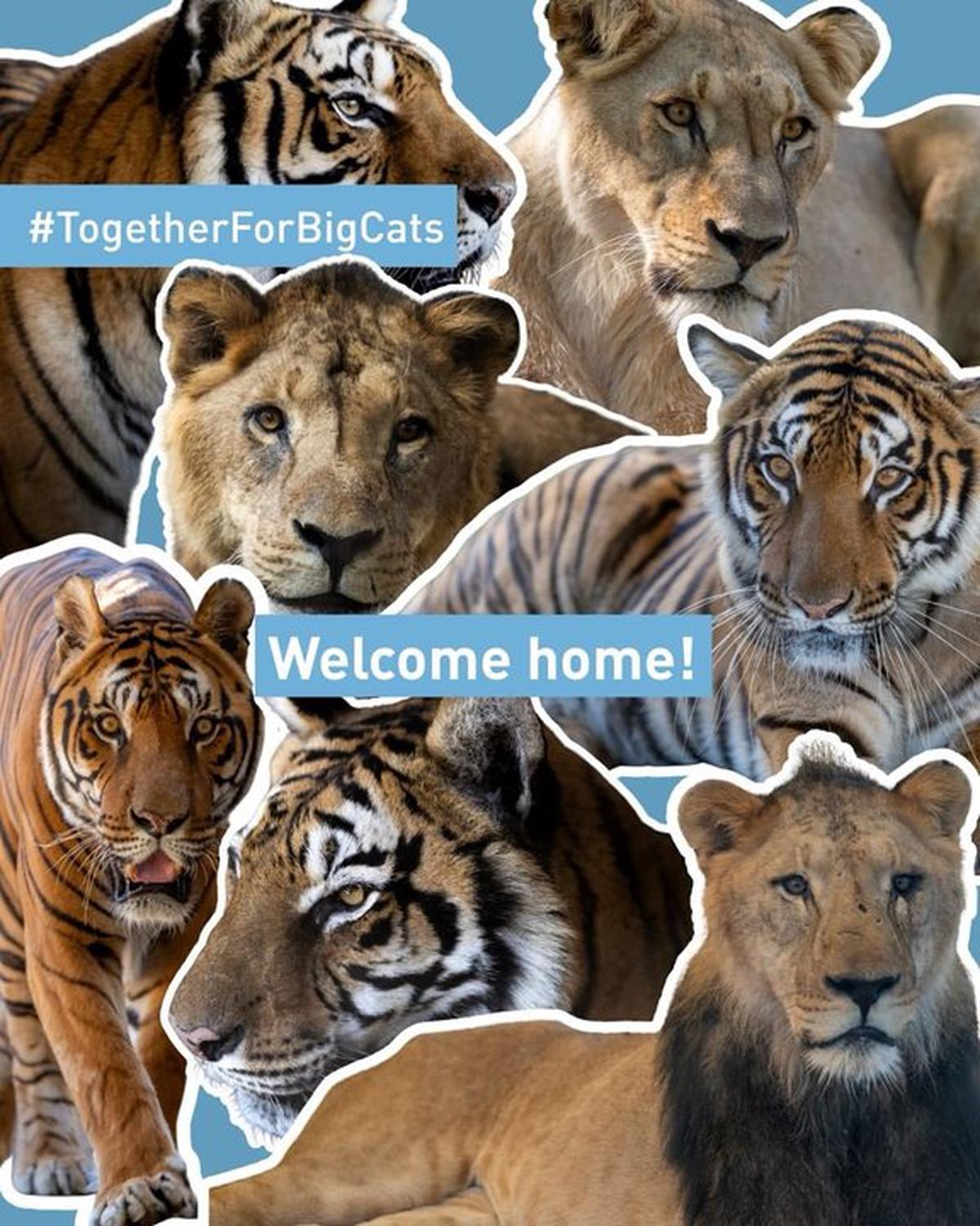 Felinos rescatados del ex zoológico de Luján encuentran hogar en santuarios de Sudáfrica y EE.UU.