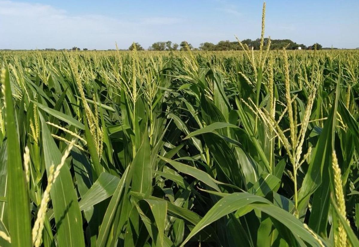 Recomiendan intensificar los monitoreos en cabecera de lote