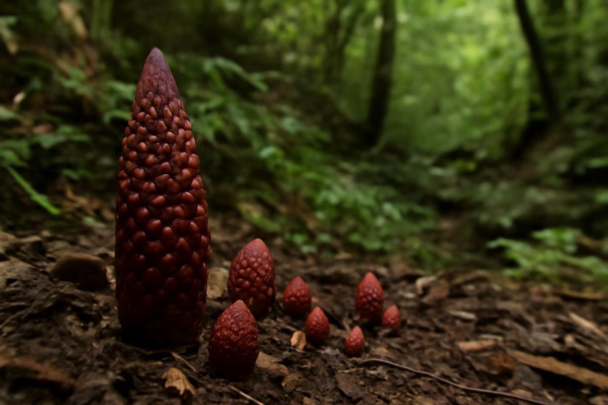 Plantas Balanophora: supervivencia sin fotosíntesis