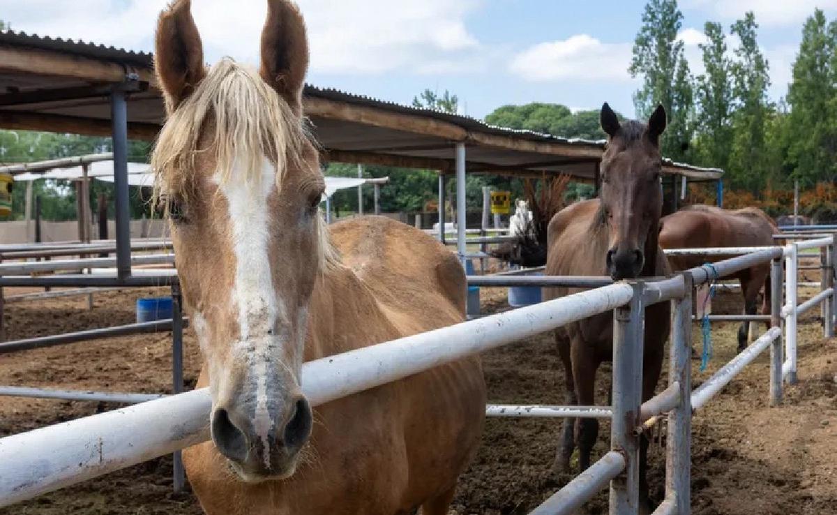 La Justicia dio otra condena histórica en Mendoza por faena clandestina de caballos.
