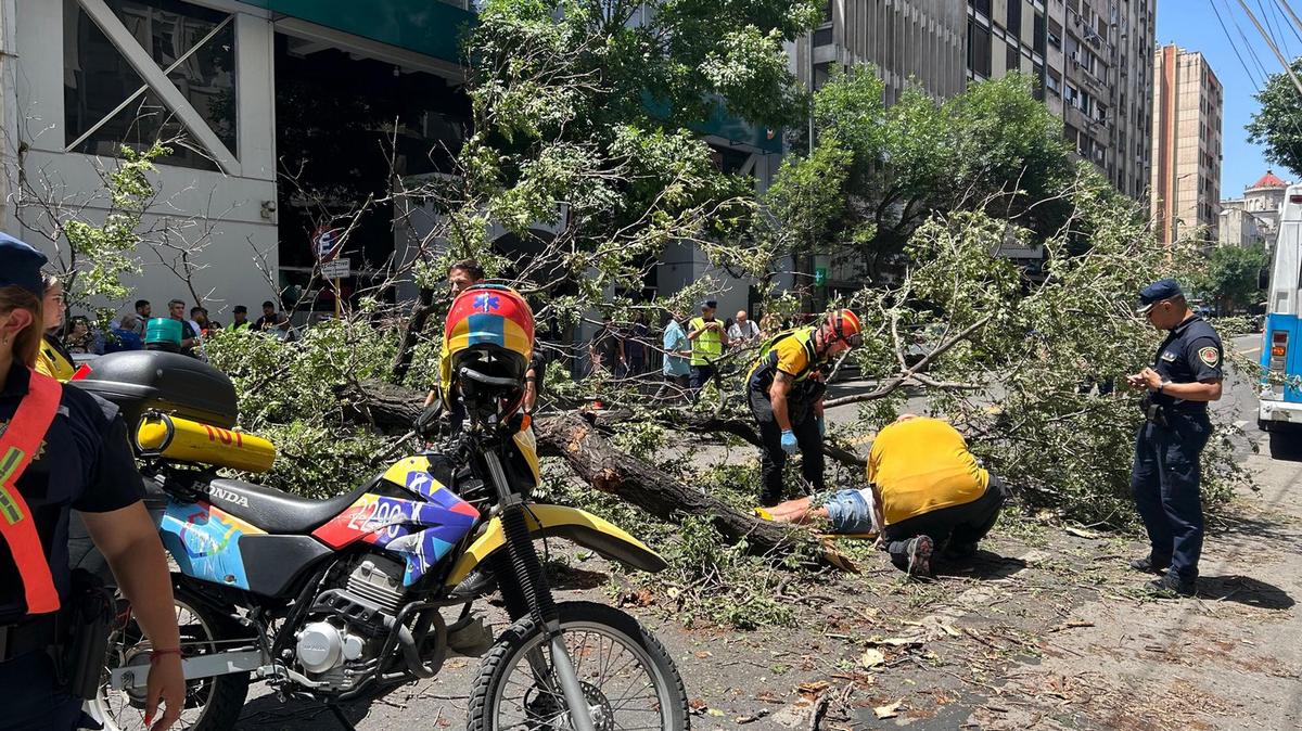 FOTO: El árbol cayó y aplastó a un transeúnte en Córdoba.