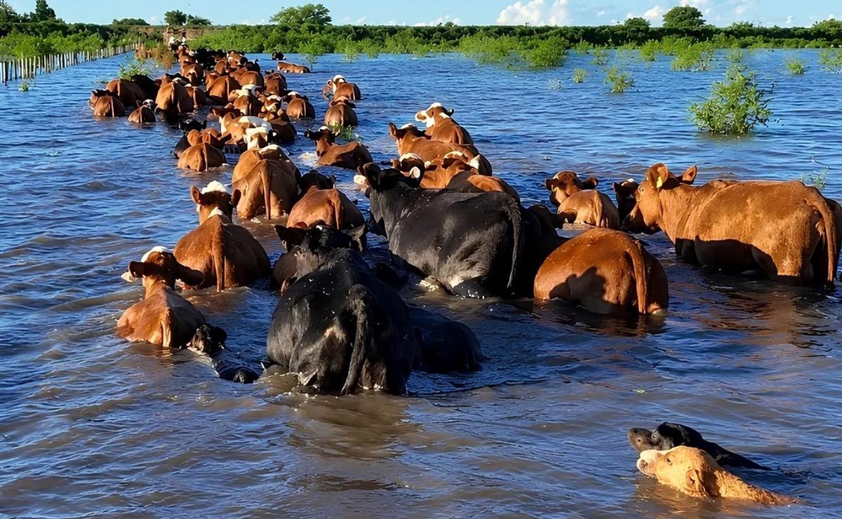 Traslado de ganado en la zona de islas.