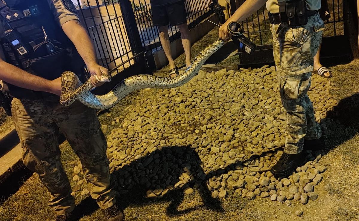 FOTO: Hallaron una pitón en una casa en Córdoba