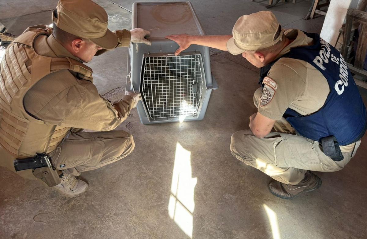 FOTO: Allanaron una vivienda y secuestraron en San Javier a un cachorro de puma