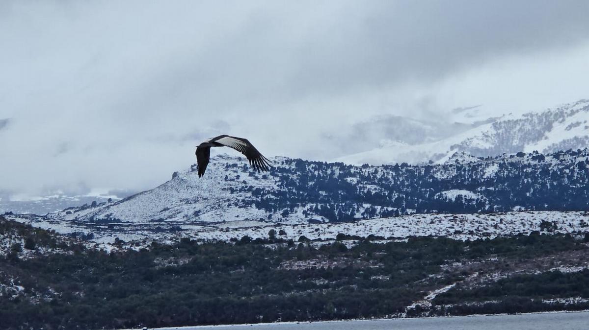 Una bandada de cóndores sorprendió en la costa del lago en Bariloche.