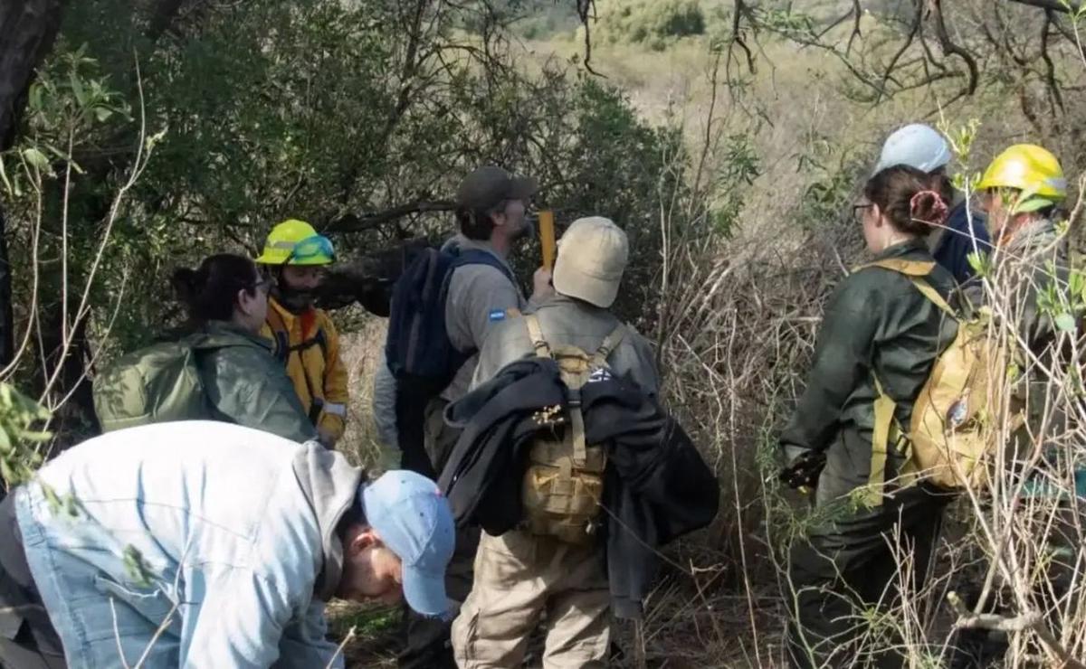 Una planta exótica avanza en las sierras de Córdoba y trabajan para frenar su expansión.