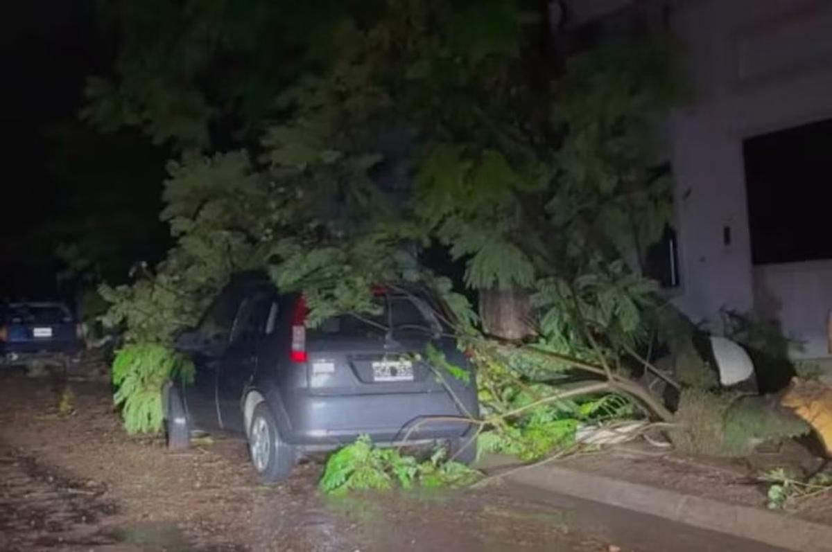 Falleció una mujer en Entre Ríos tras ser aplastada por un árbol durante una tormenta