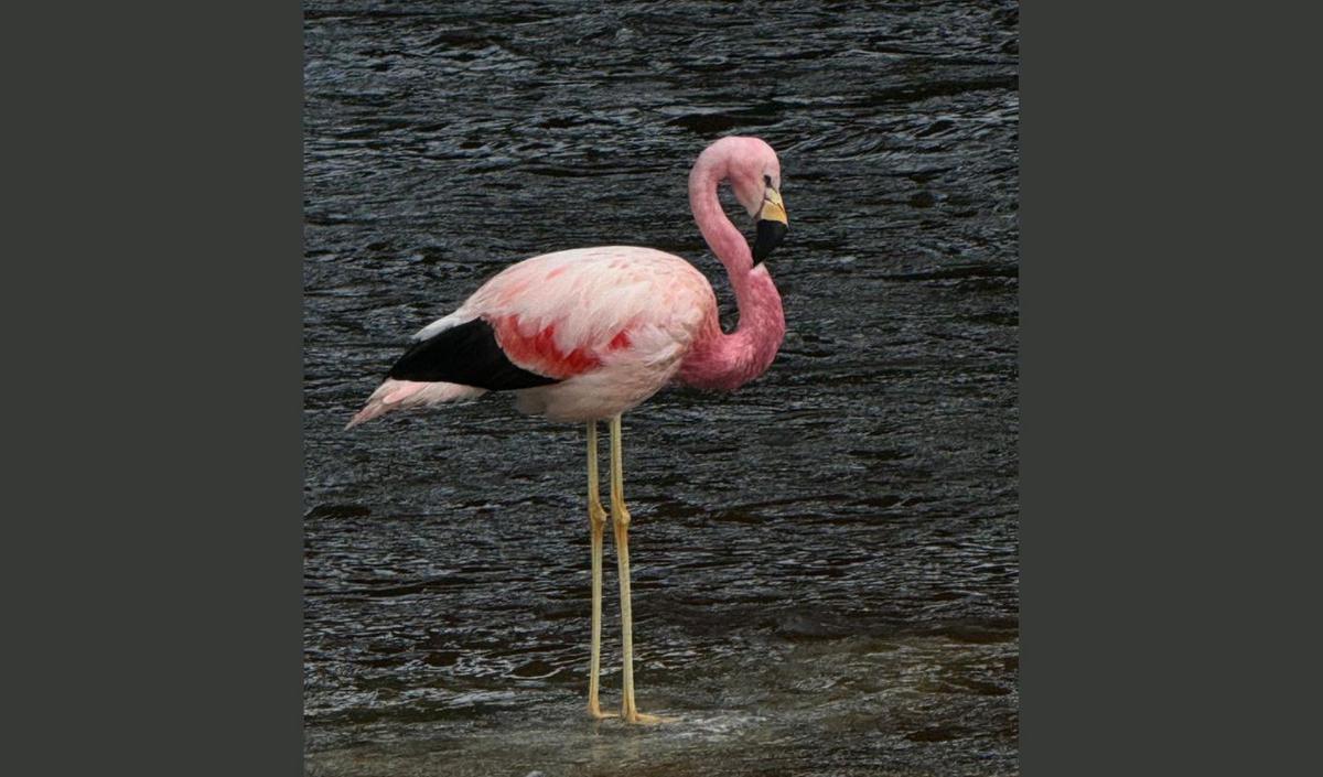 FOTO: Solitaria y de pie, la parina grande desplegó su belleza y elegancia sobre el río. 