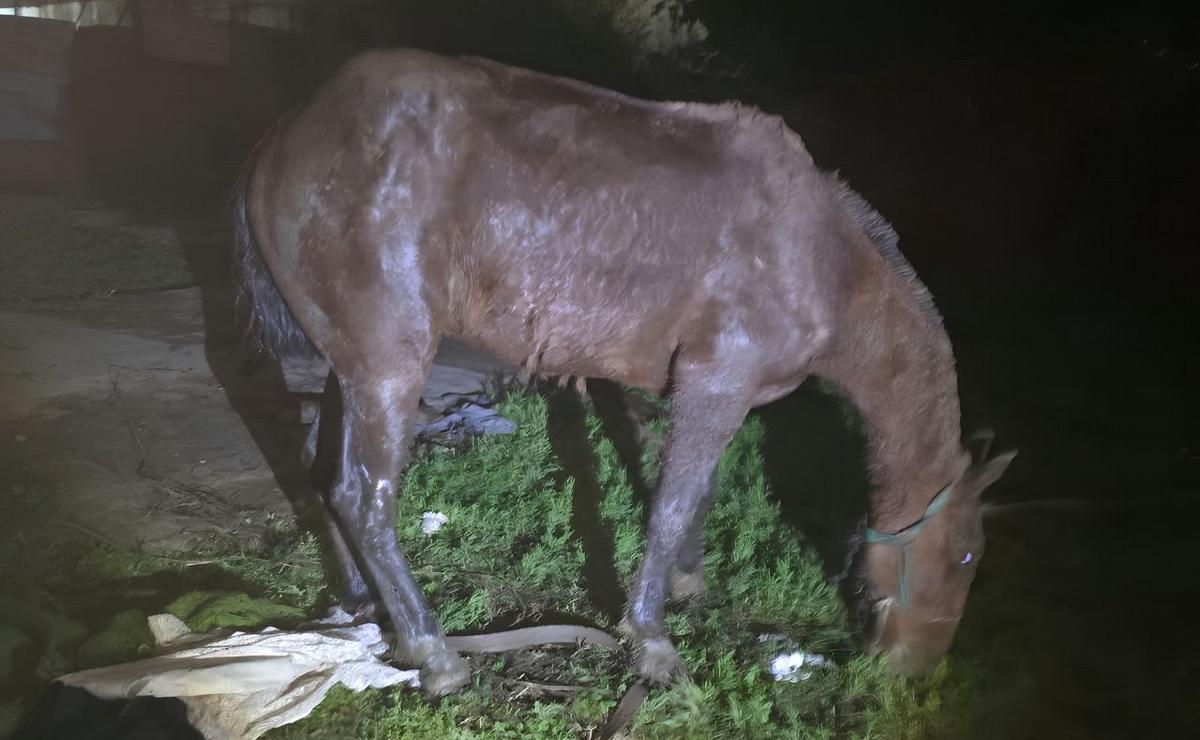 El animal se encontraba dentro del pozo.