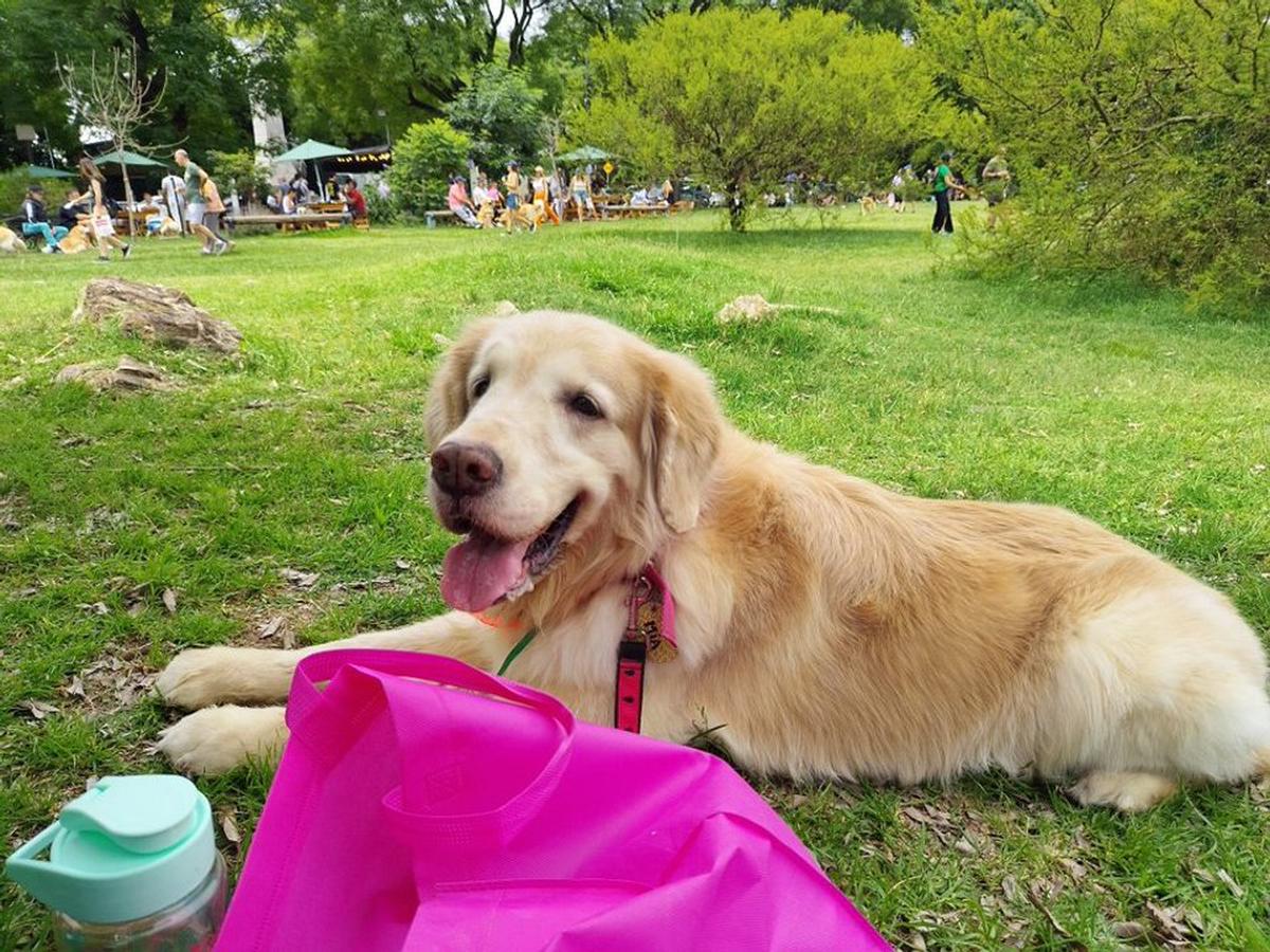 Ola Dorada: los Bosques de Palermo invadidos de perros Golden para batir un récord