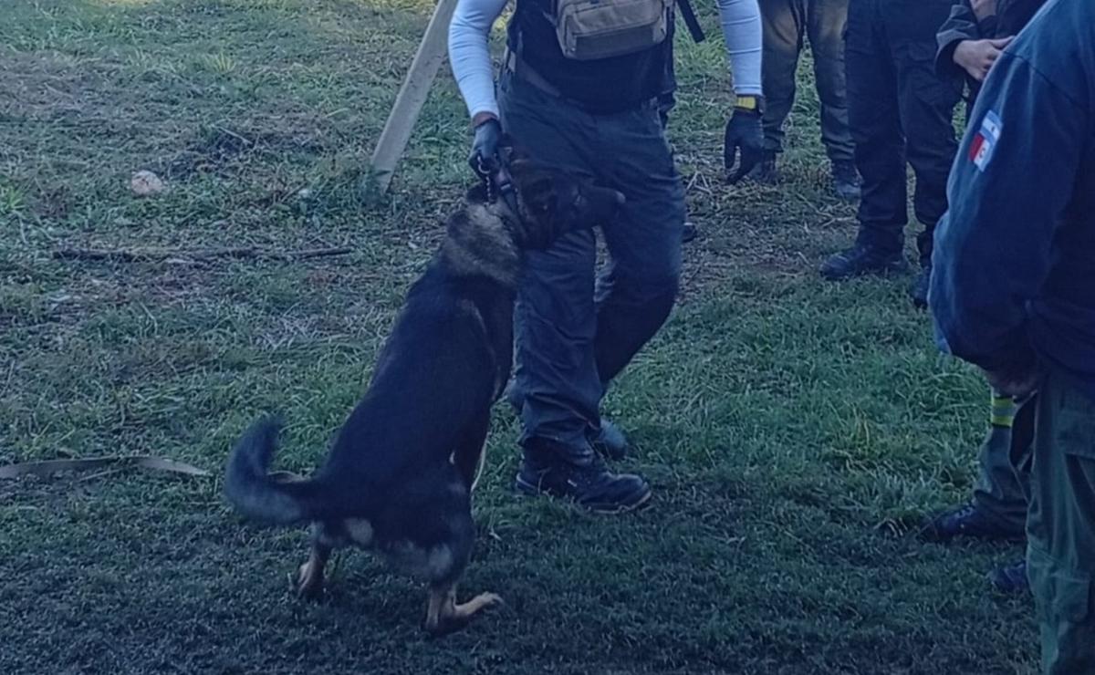 Shamal, el perro clave en el hallazgo de la nena en Cosquín.
