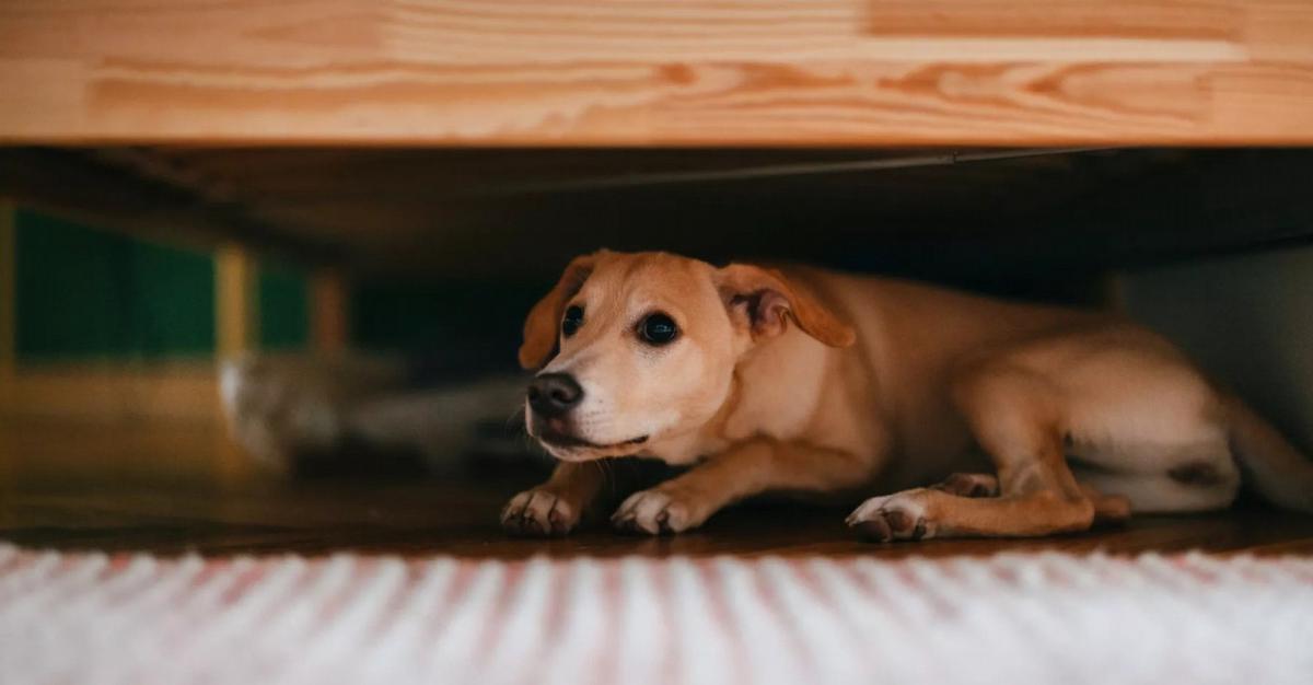 FOTO: Los perros suelen sufrir cuando hay pirotecnia (Foto: Expansión)