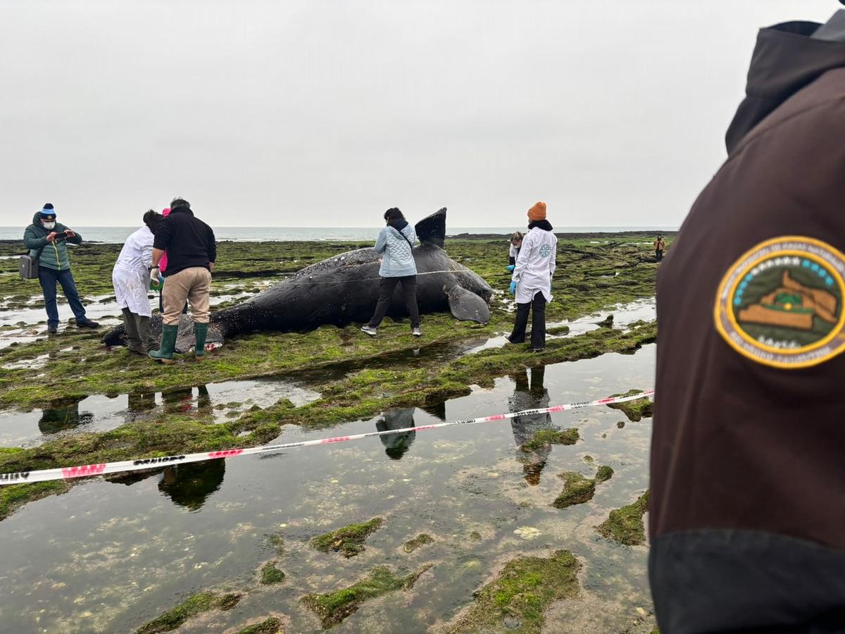 Operativo sanitario por la muerte de una ballena en Río Negro.