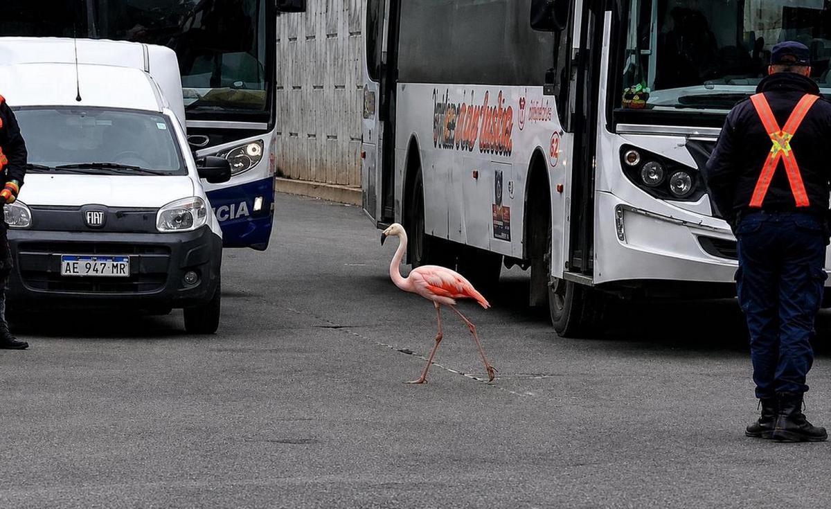 Sorpresiva aparición de un flamenco en la Terminal de Córdoba. (Foto: Cadena 3)