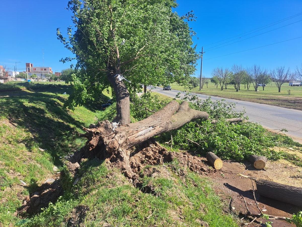 Árboles caídos tras el temporal. (Foto: Fernando Barrionuevo/Cadena 3)