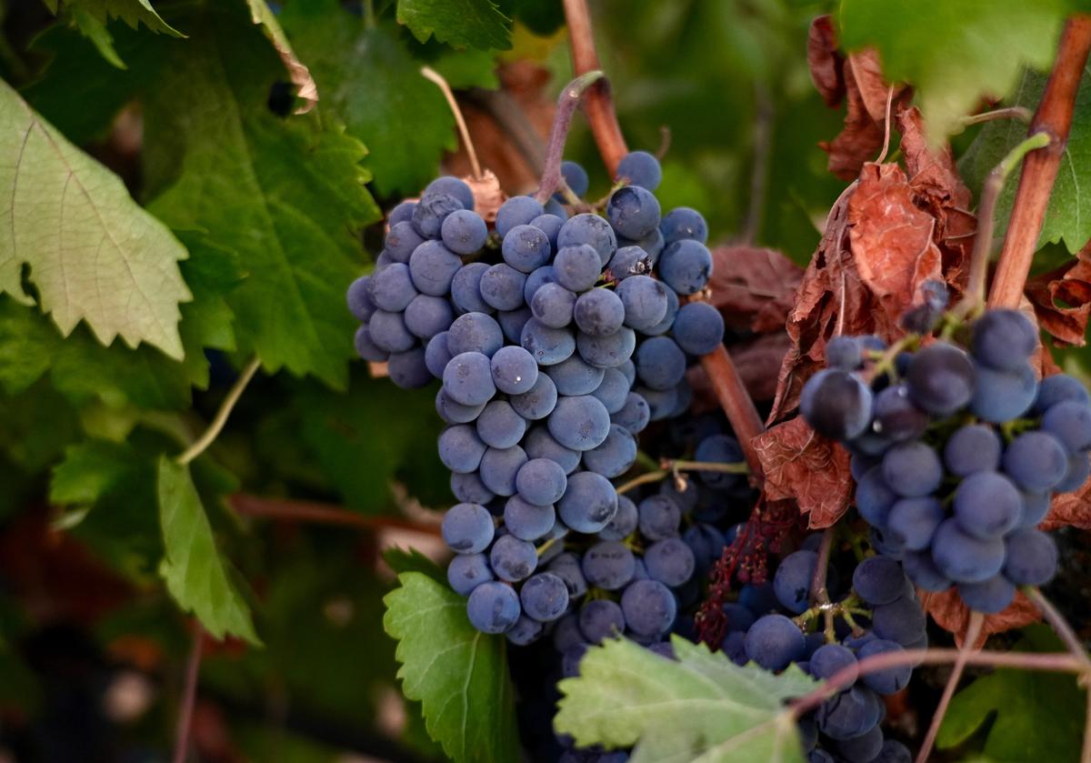 Una amarga vendimia en California: la demanda del vino se desploma en todo el mundo