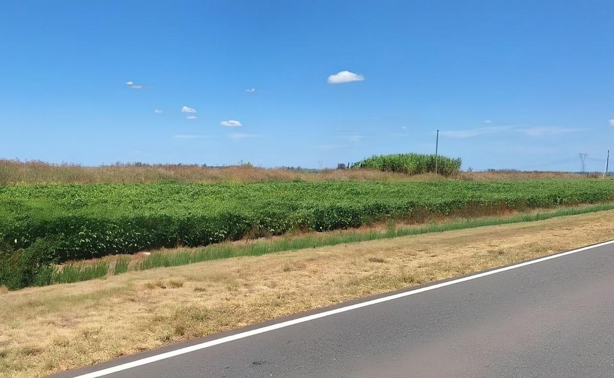 Proyecto de ley para poder volver a sembrar las tierras “ociosas”.