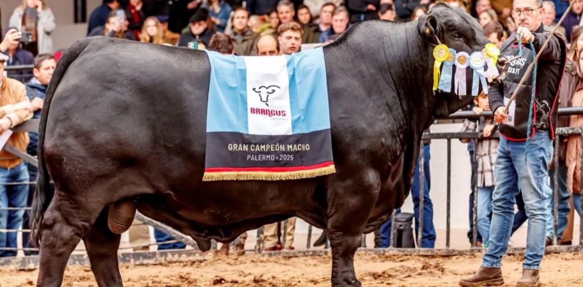 El mejor toro Brangus del mundo es cordobés: “Morocho” conquista la cima