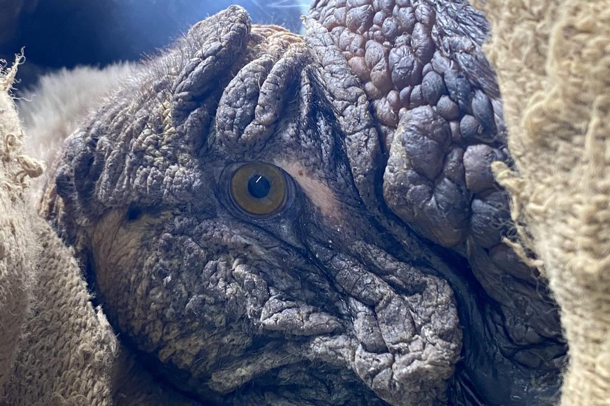 Rescatan a un cóndor andino herido en San Luis gracias a la ayuda vecinal