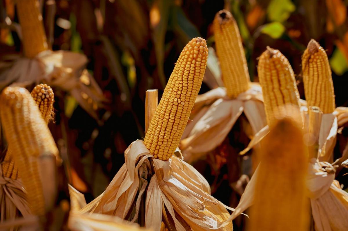 NK Semillas recomienda sus híbridos del porfolio con la mejor genética