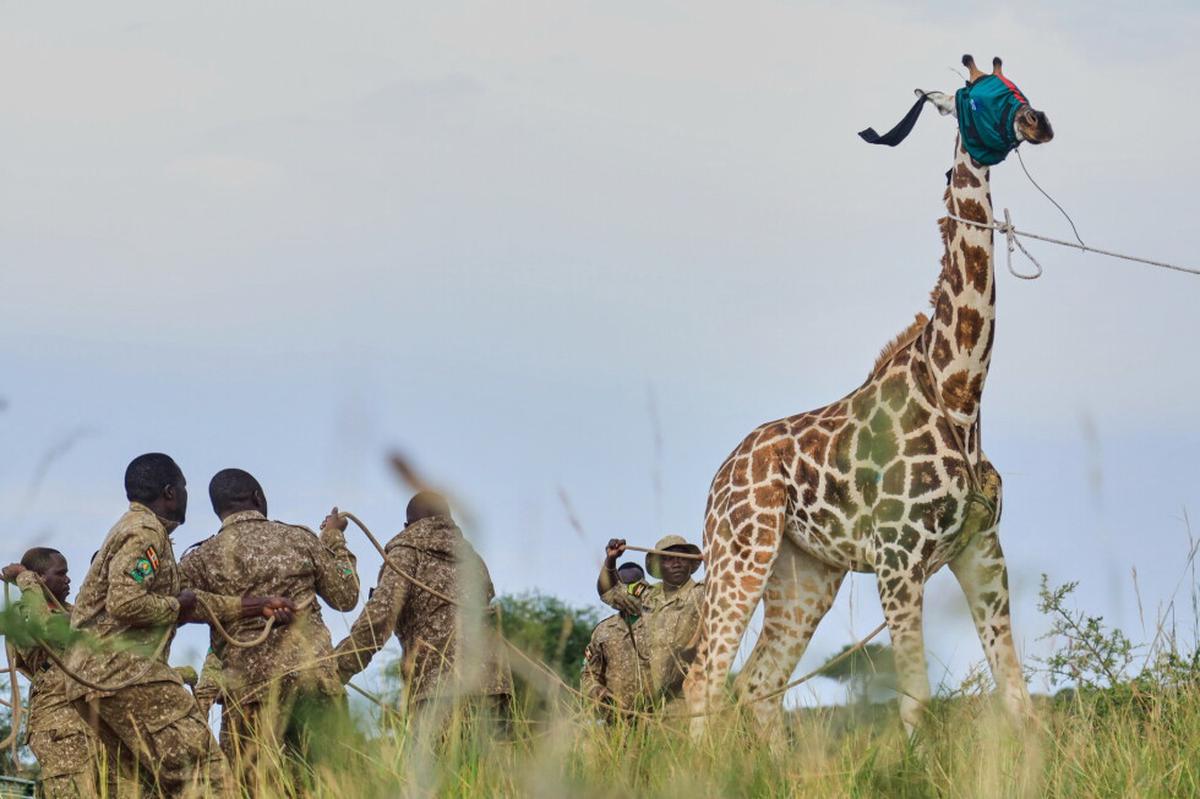 Uganda reubica jirafas para escapar de las perforaciones petroleras en parque más grande del país