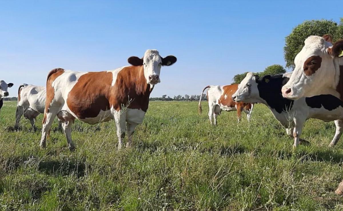 Producción ganadera argentina.
