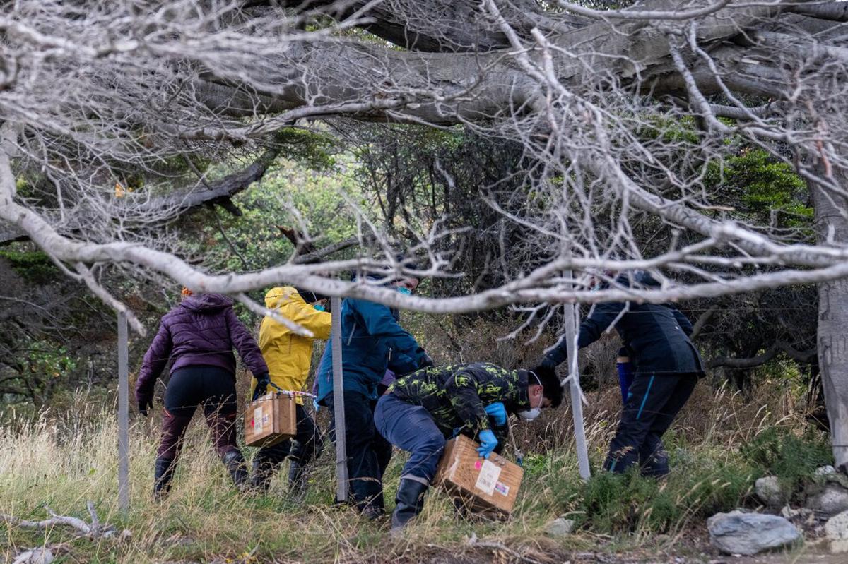 Investigadores argentinos inician caza de roedores para detectar origen del brote de hantavirus