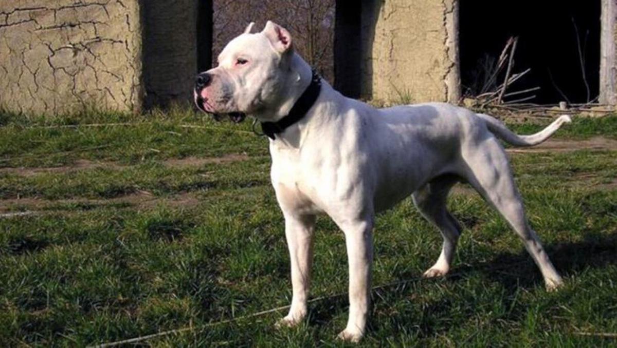 Vuelven a pedir que se prohíba la cría de perros peligrosos en Córdoba tras el caso Trinidad.
