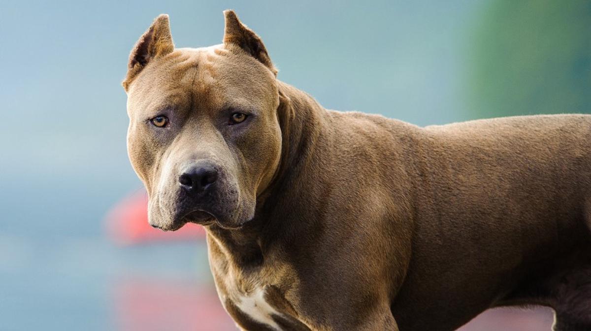 Córdoba: mujer de 82 años sufrió fractura de fémur tras ataque de un pitbull