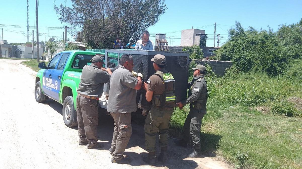 FOTO: Rescataron y trasladaron a un ciervo a la reserva natural “Tatú Carreta”.