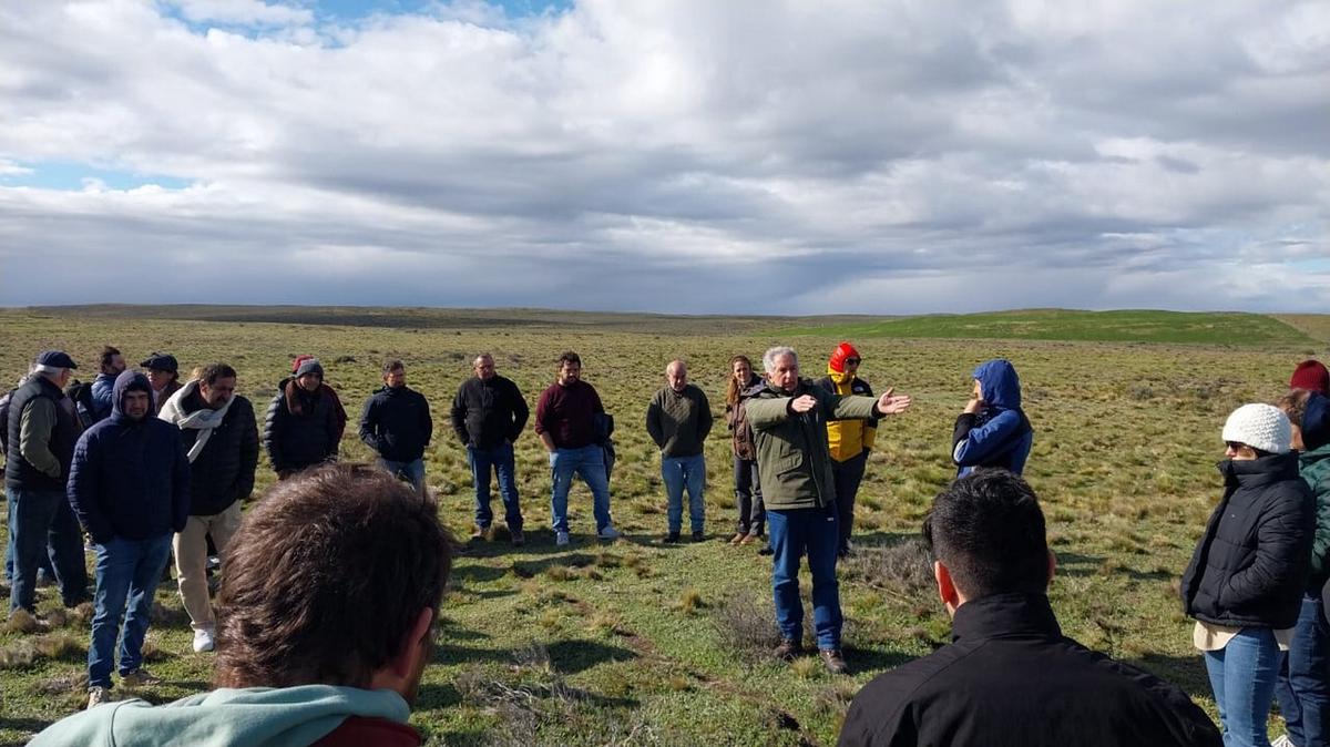 FOTO: La pilosella pone en jaque a los campos de Tierra del Fuego