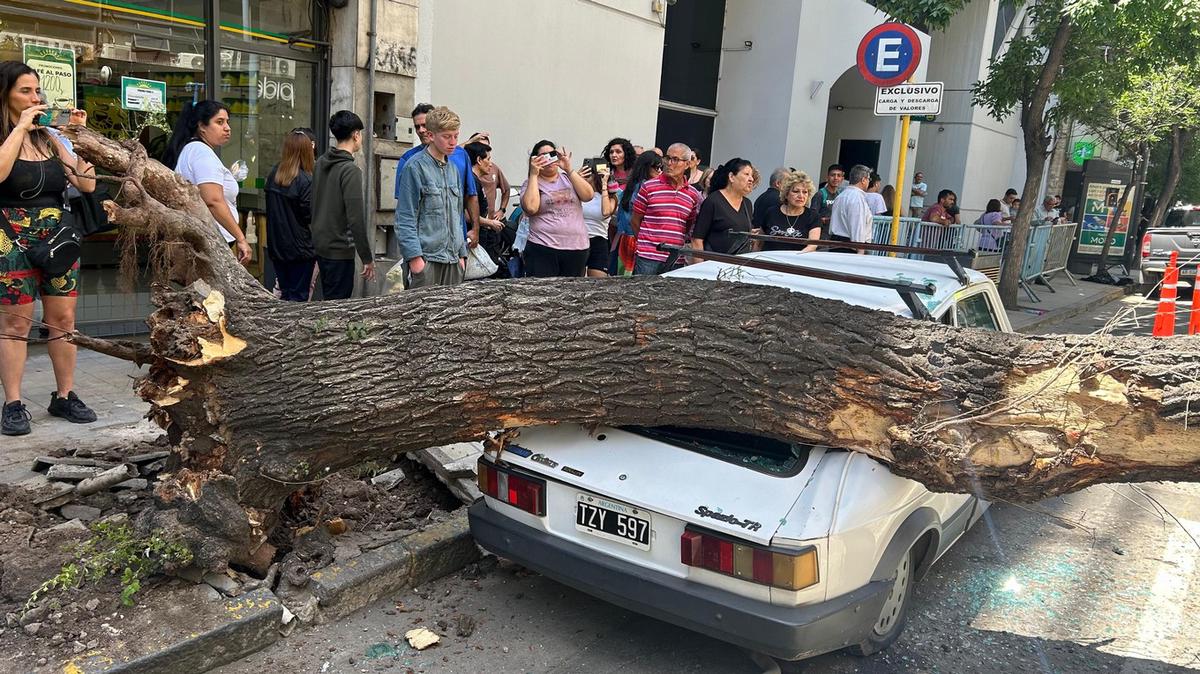 FOTO: El árbol cayó y aplastó a un transeúnte en Córdoba.