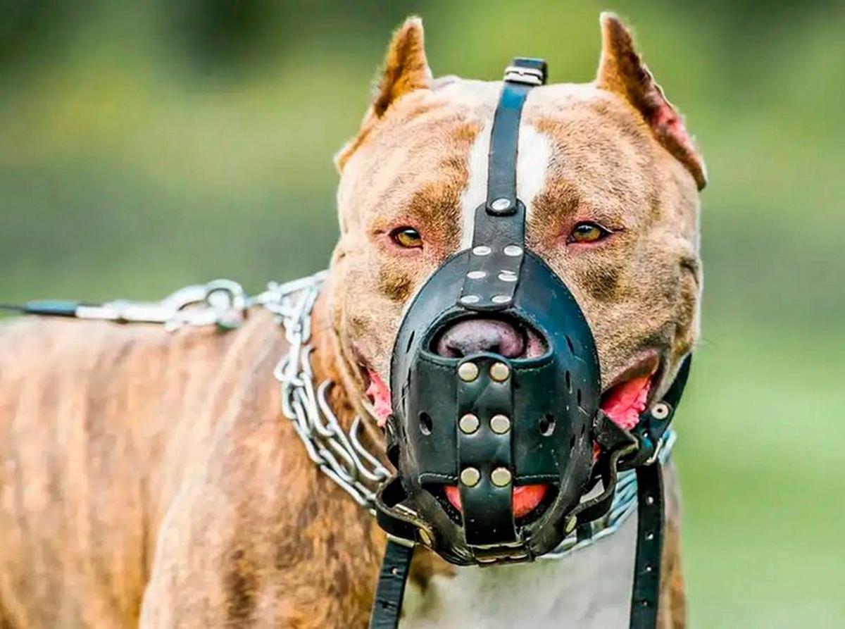 Santa Fe avanza en tenencia responsable de mascotas