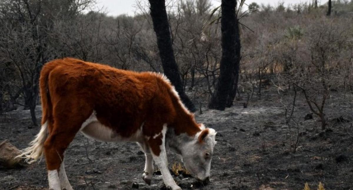 FOTO: Sin alimento. Los vacunos son los primeros en consumir el material ígneo.