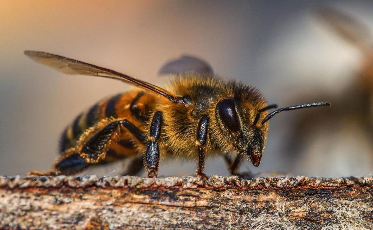 FOTO: La abeja y el peligro de sus picaduras.