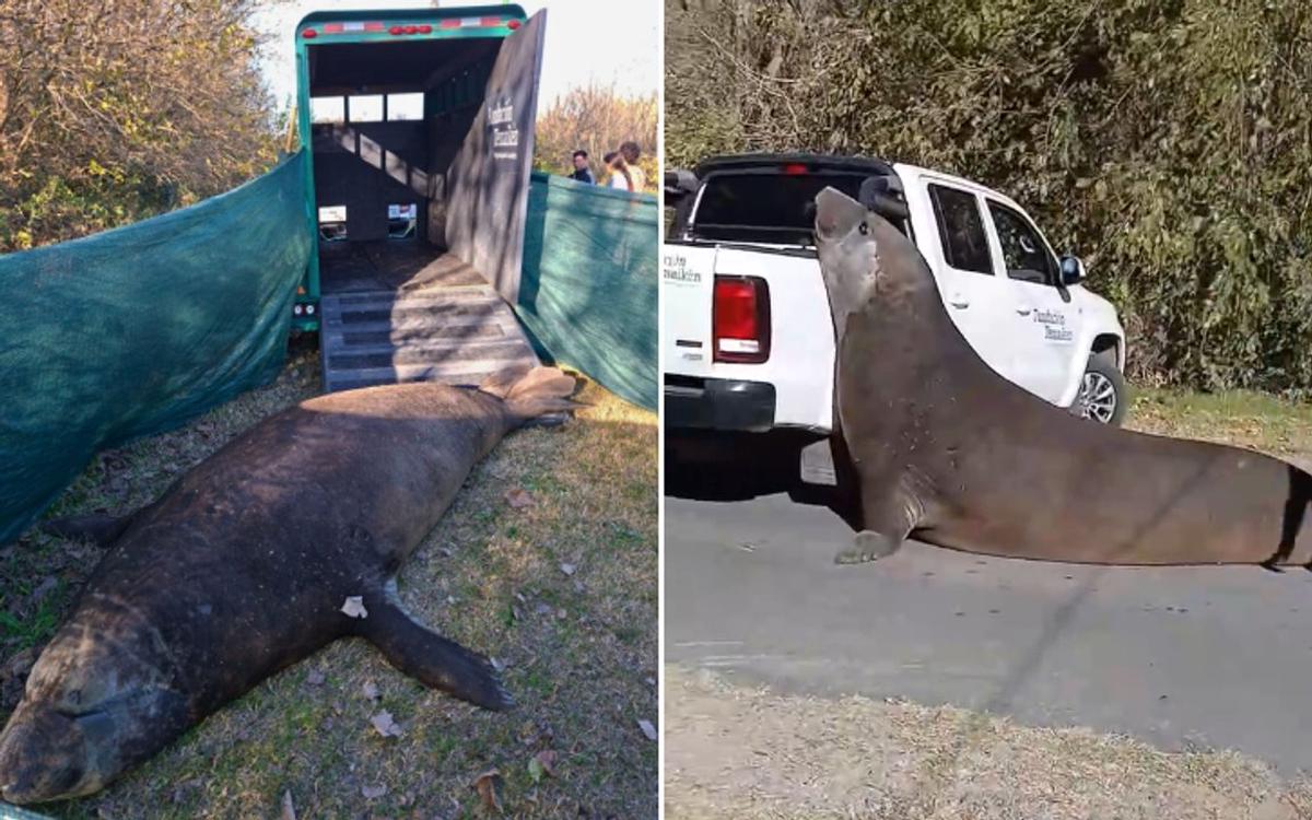 El rescate del elefante marino en Ensenada: un operativo ejemplar