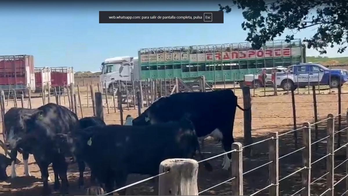 El mega operativo de secuestro de hacienda involucró a 20 camiones