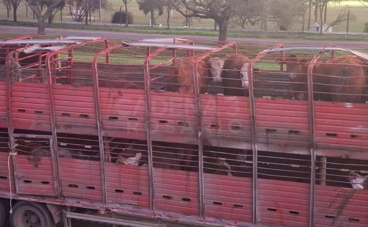 Un camión jaula que transportaba vacas volcó durante la noche.