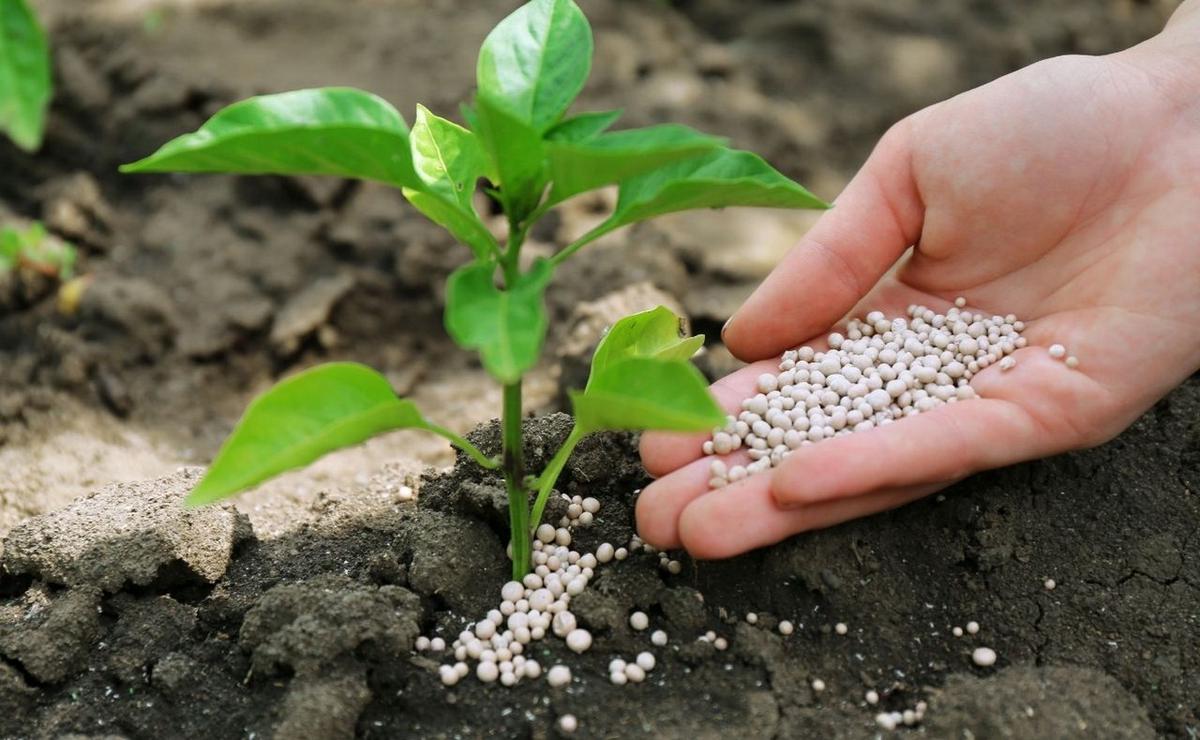 Fertilizantes en campo