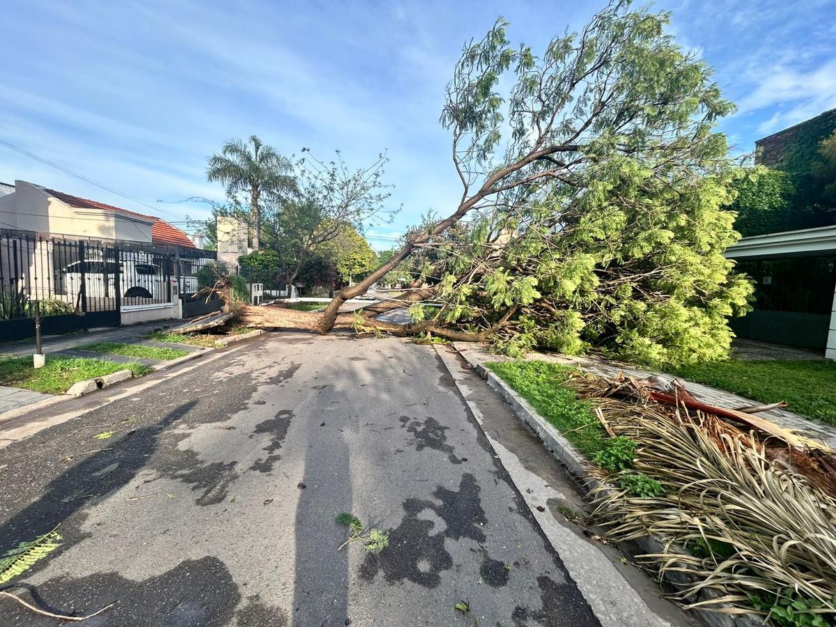 FOTO: Caída del árbol en barrio Jardín Alborada